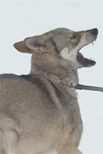 hund